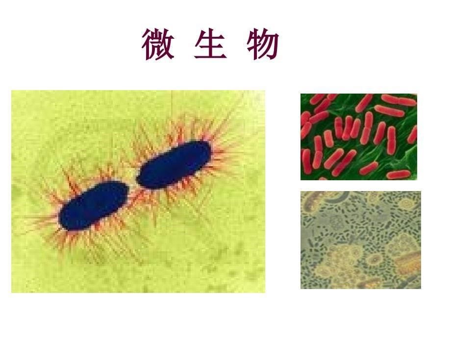 世界因生命而精彩正式_第5页