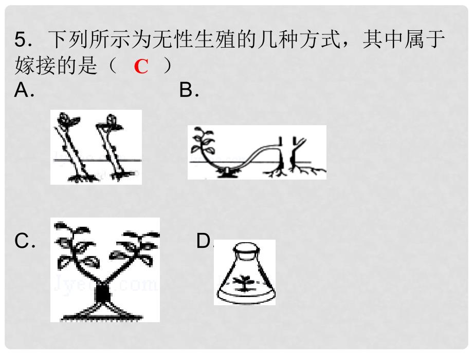 八年级生物下册 7.1 生物的生殖和发育综合检测课件 （新版）新人教版_第4页