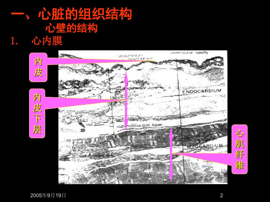 心血管系统解剖学PPT课件_第2页