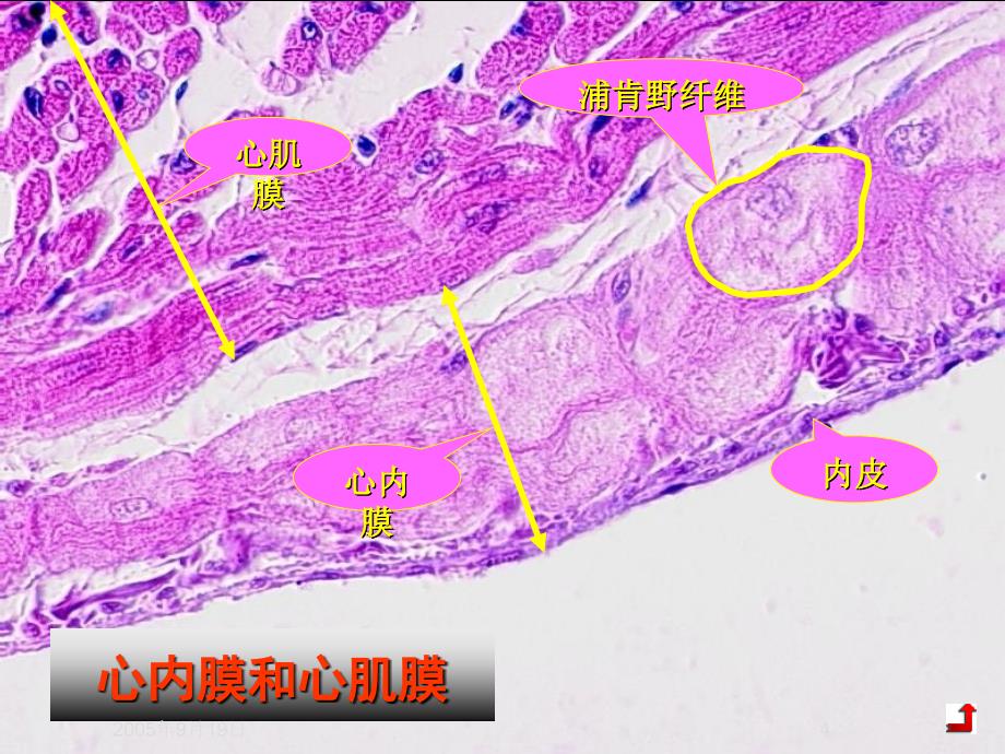 心血管系统解剖学PPT课件_第4页