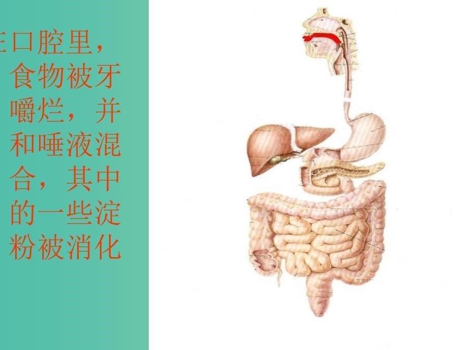 四年级科学上册2.3一次奇妙的旅行课件3大象版_第5页