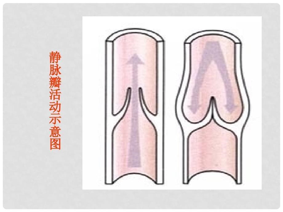 七年级生物下册 第四单元 第四章 第二节 血流的管道—血管课件2 新人教版_第5页