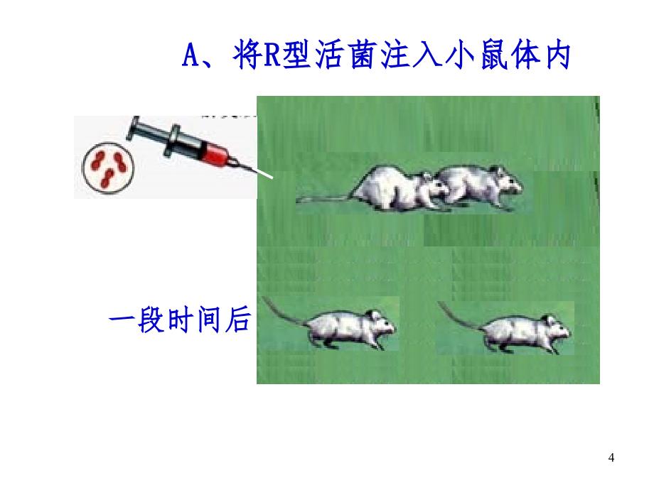 肺炎双球菌转化实验PPT精品文档_第4页