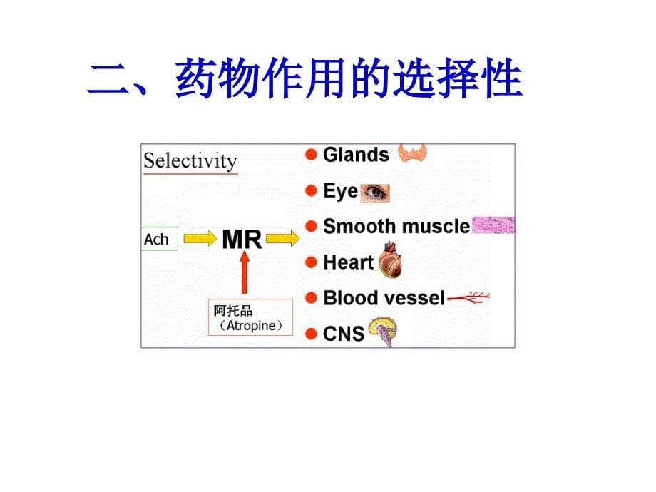 第2章药物效应动力学_第5页