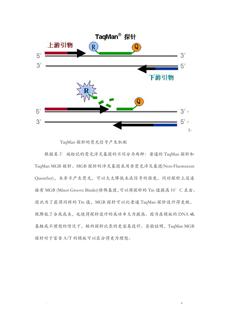 荧光定量PCR的原理及使用_第3页