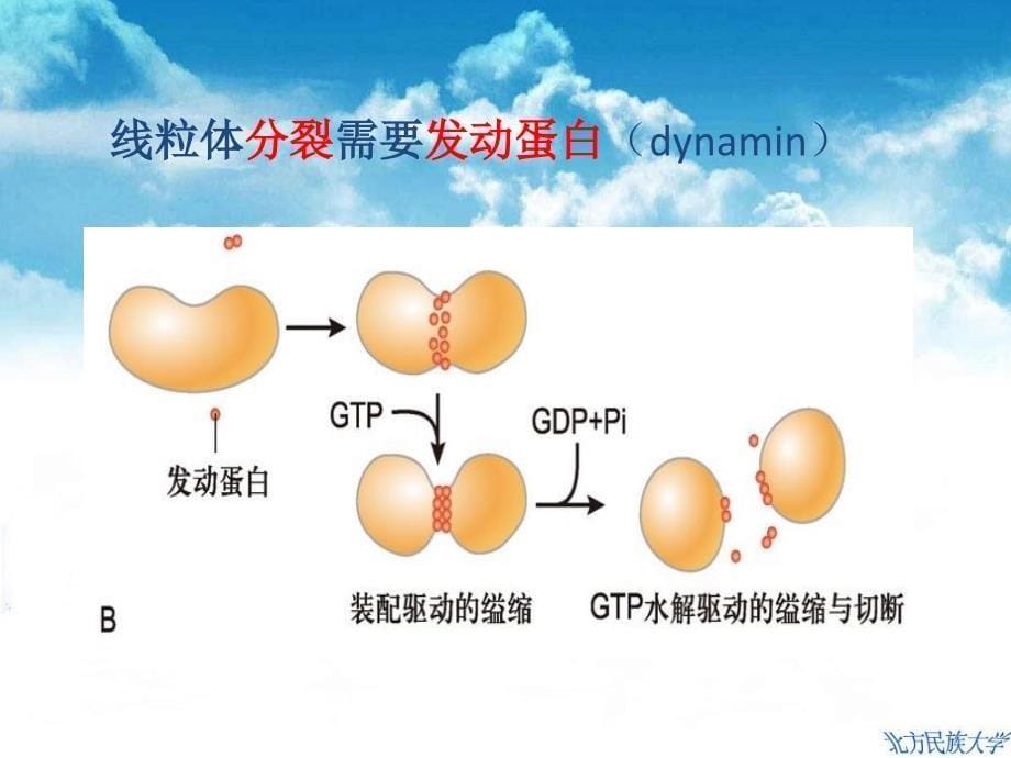 线粒体和叶绿体_第5页