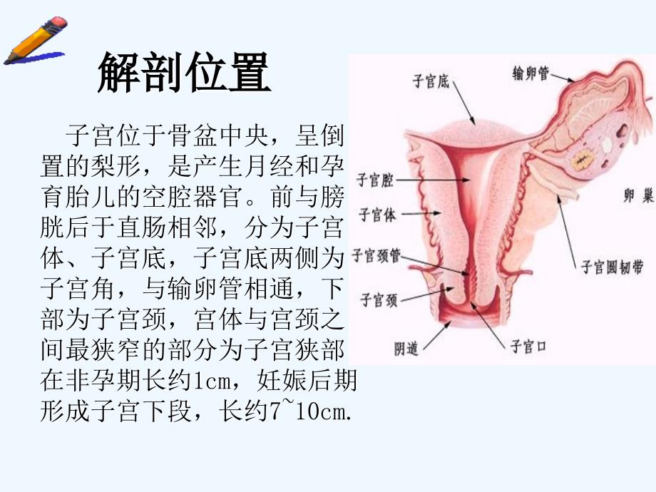 子宫下段剖腹产术_第3页