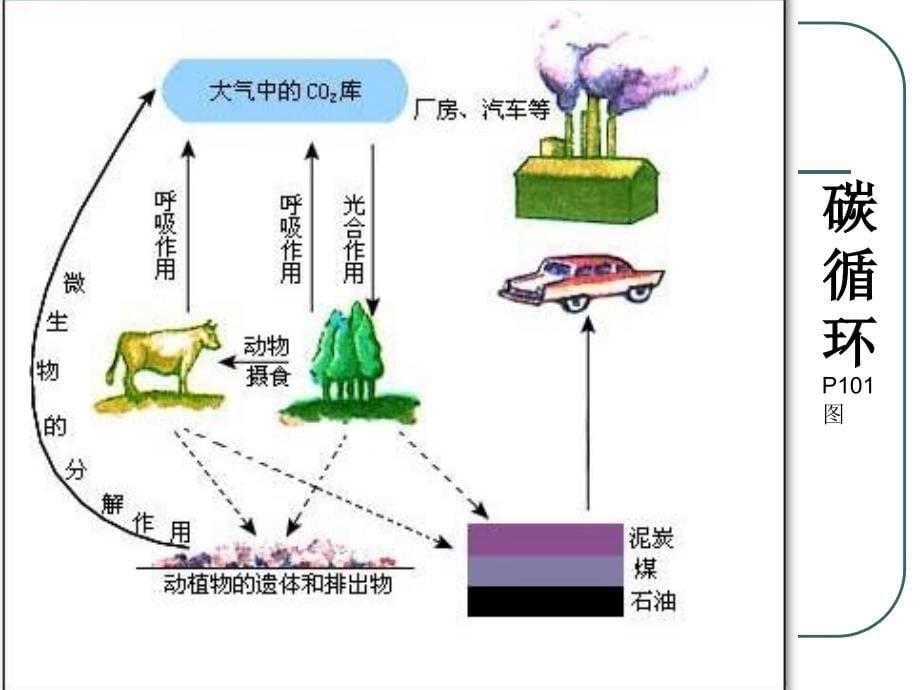 353生态系统的物质循环_第5页