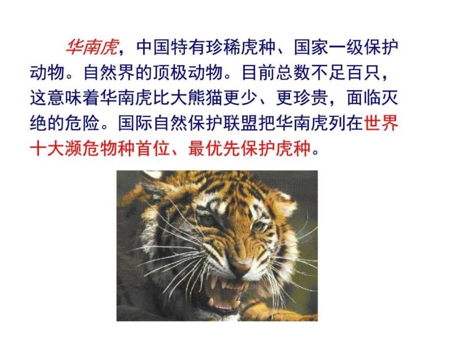 华南虎ppt课件.ppt5_第3页