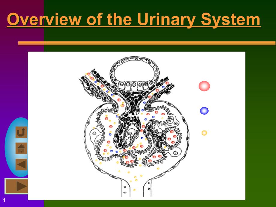 泌尿系统urinarysystem课件_第1页