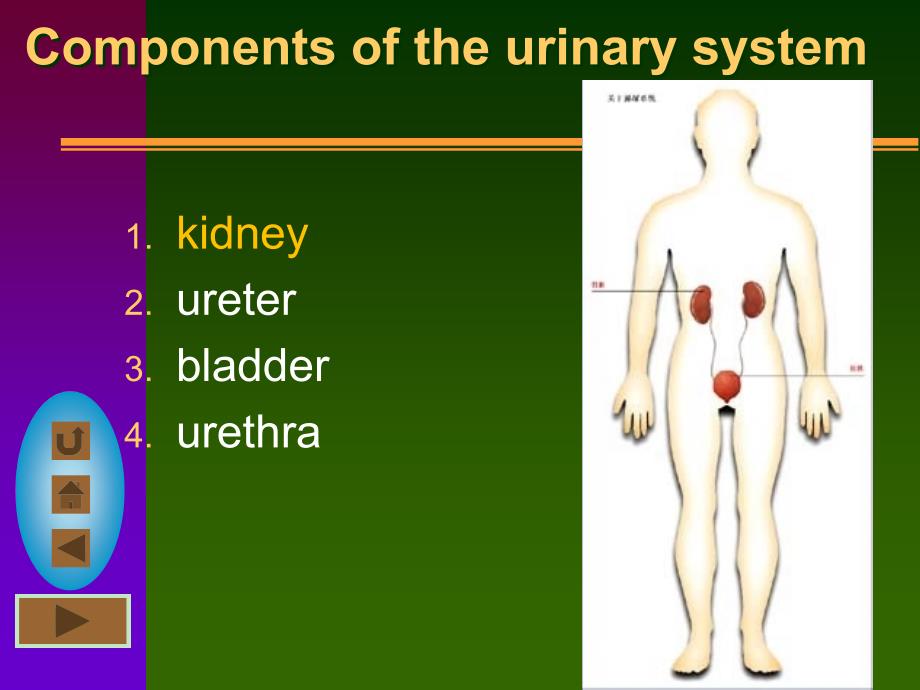 泌尿系统urinarysystem课件_第2页