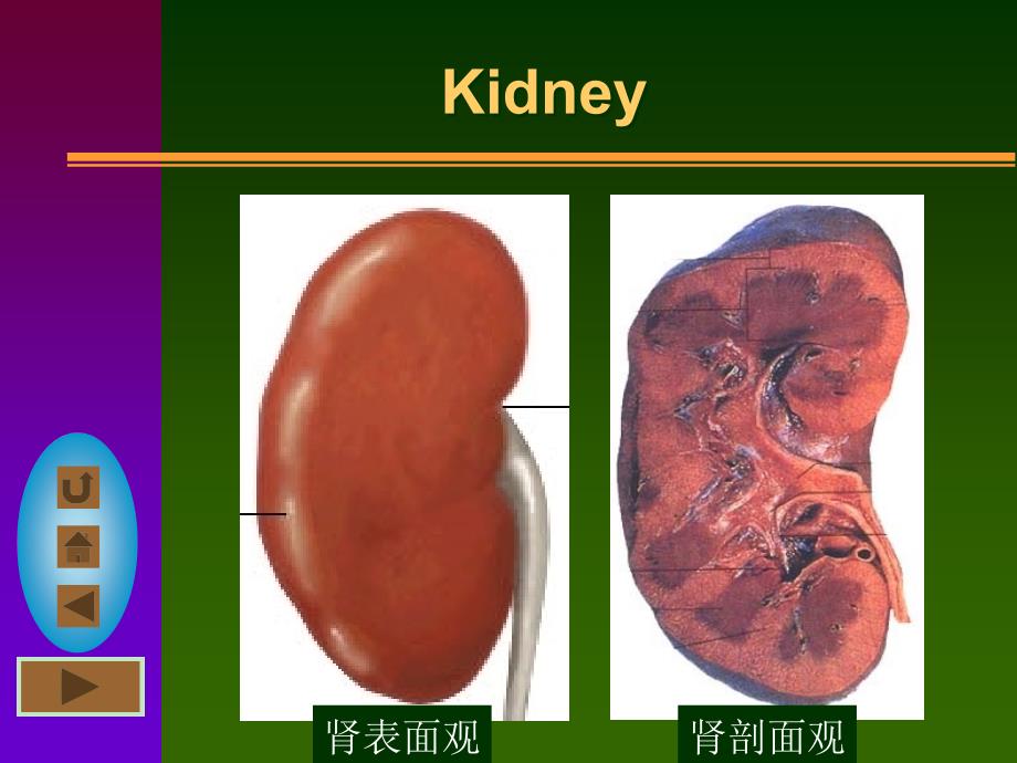 泌尿系统urinarysystem课件_第3页