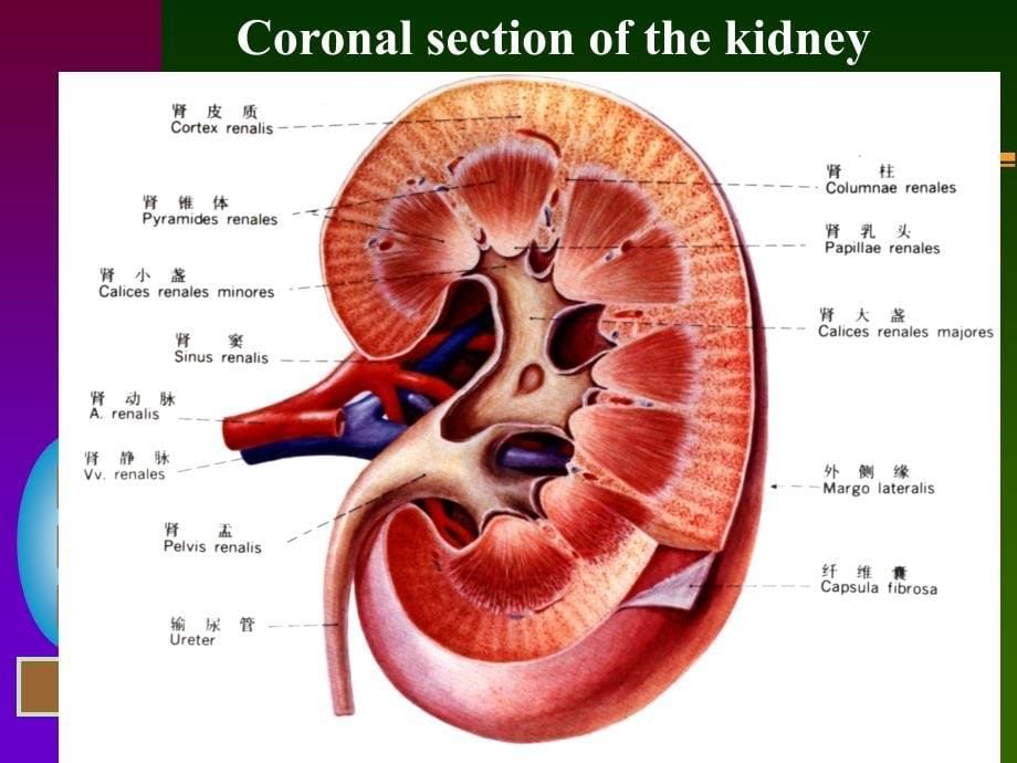 泌尿系统urinarysystem课件_第5页