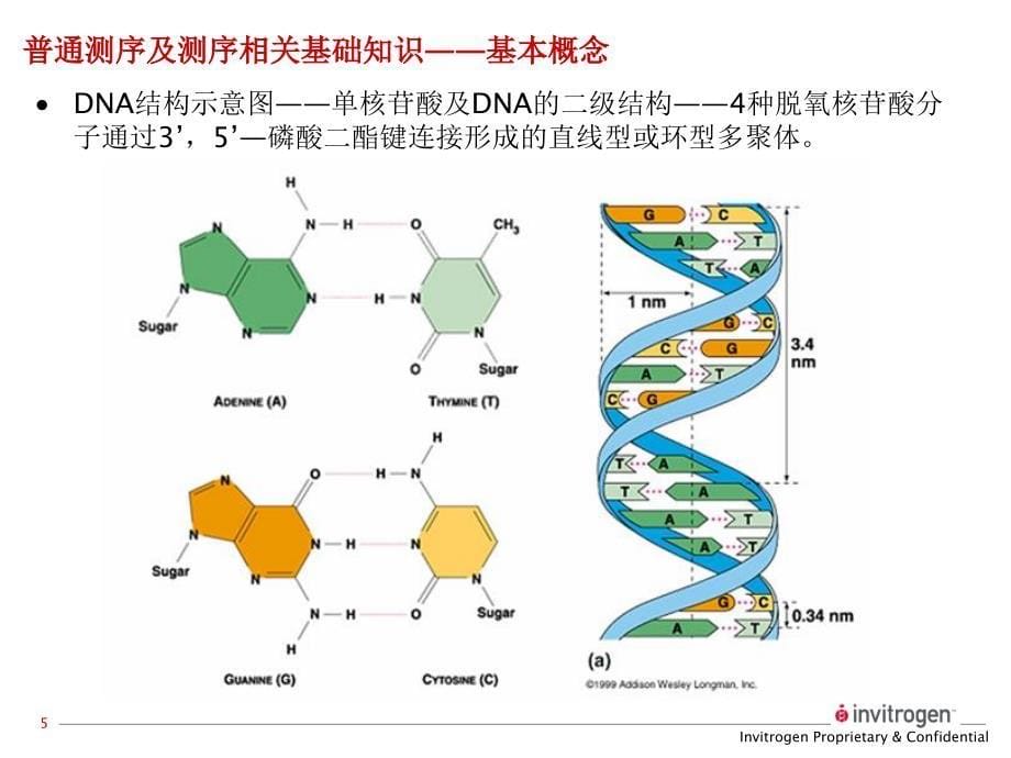 测序引物的要求-中国试验动物信息网_第5页