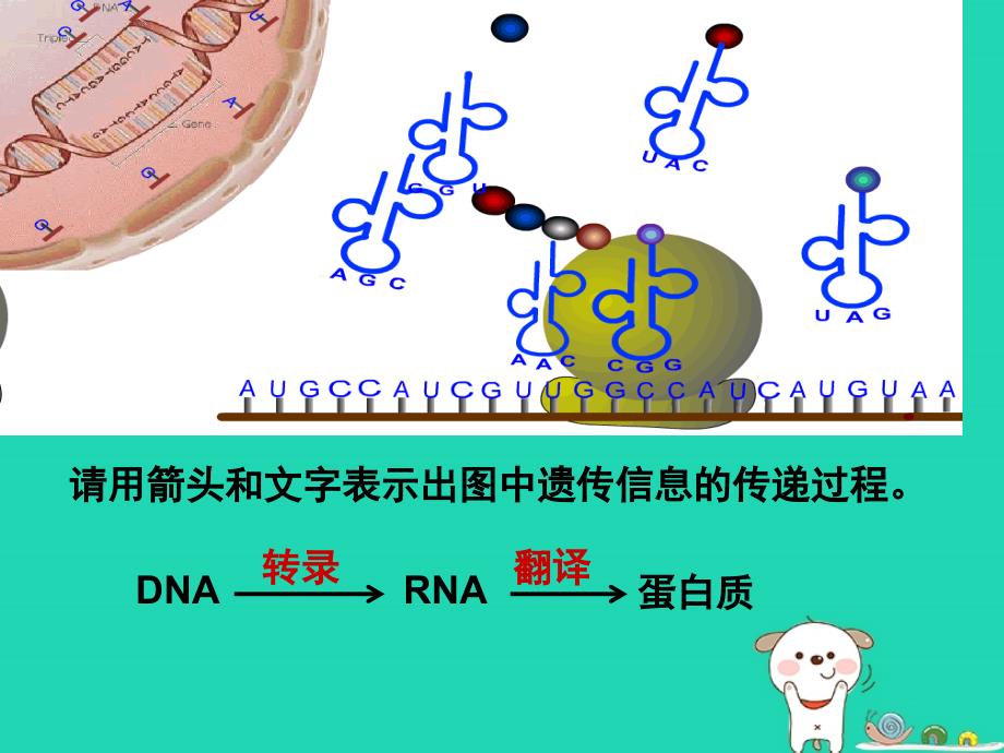 高中生物第四章基因的表达第02节基因对性状的控制课件新人教必修2_第2页