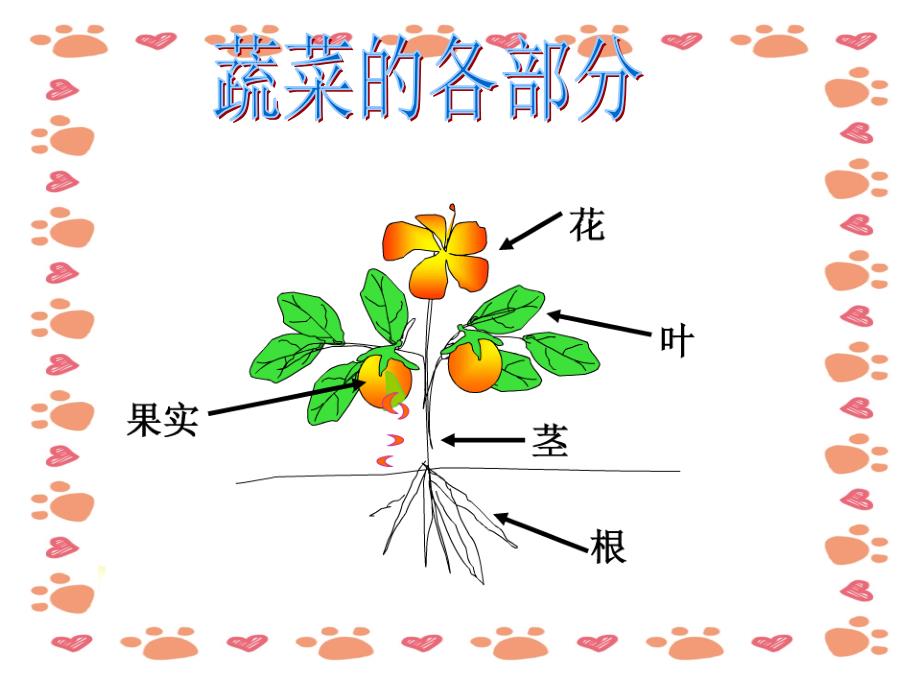 幼儿园中班科学教学课件-认识蔬菜_第2页