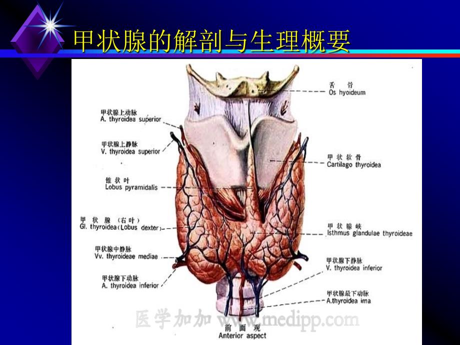 贵医甲状腺癌课件_第4页