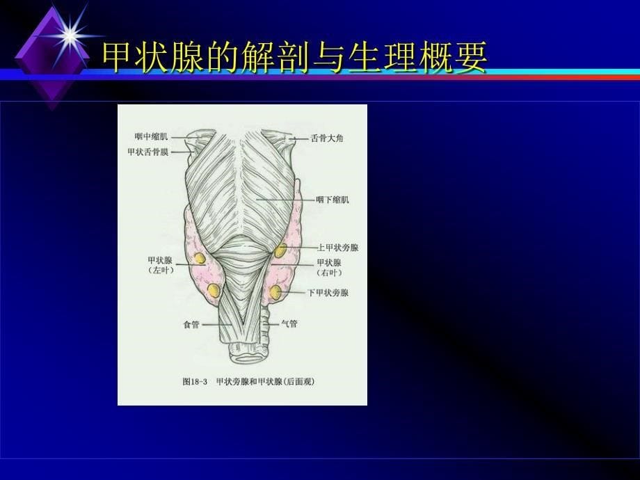 贵医甲状腺癌课件_第5页