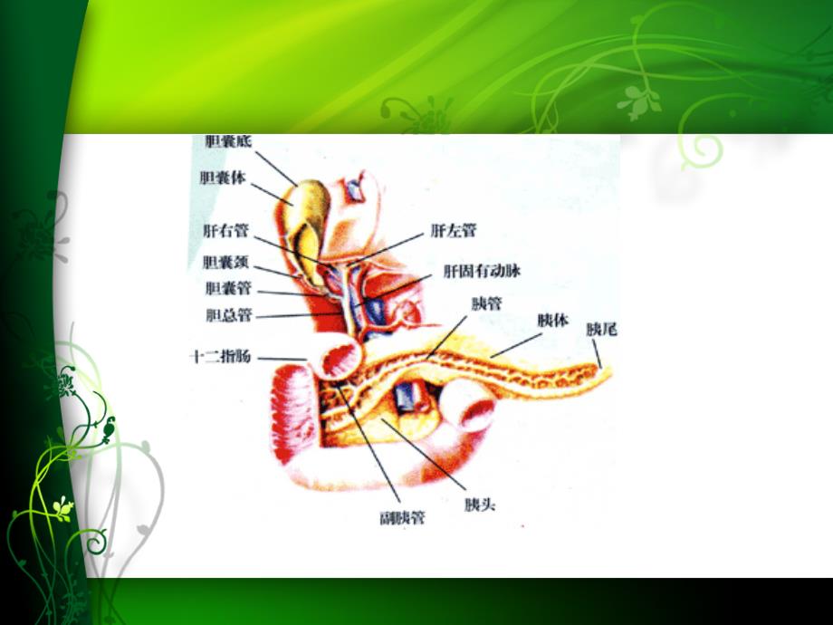 急性胰腺炎护理查房ppt课件_第4页