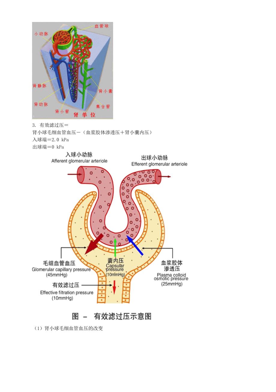 第七单元 尿的生成与排出.doc_第2页