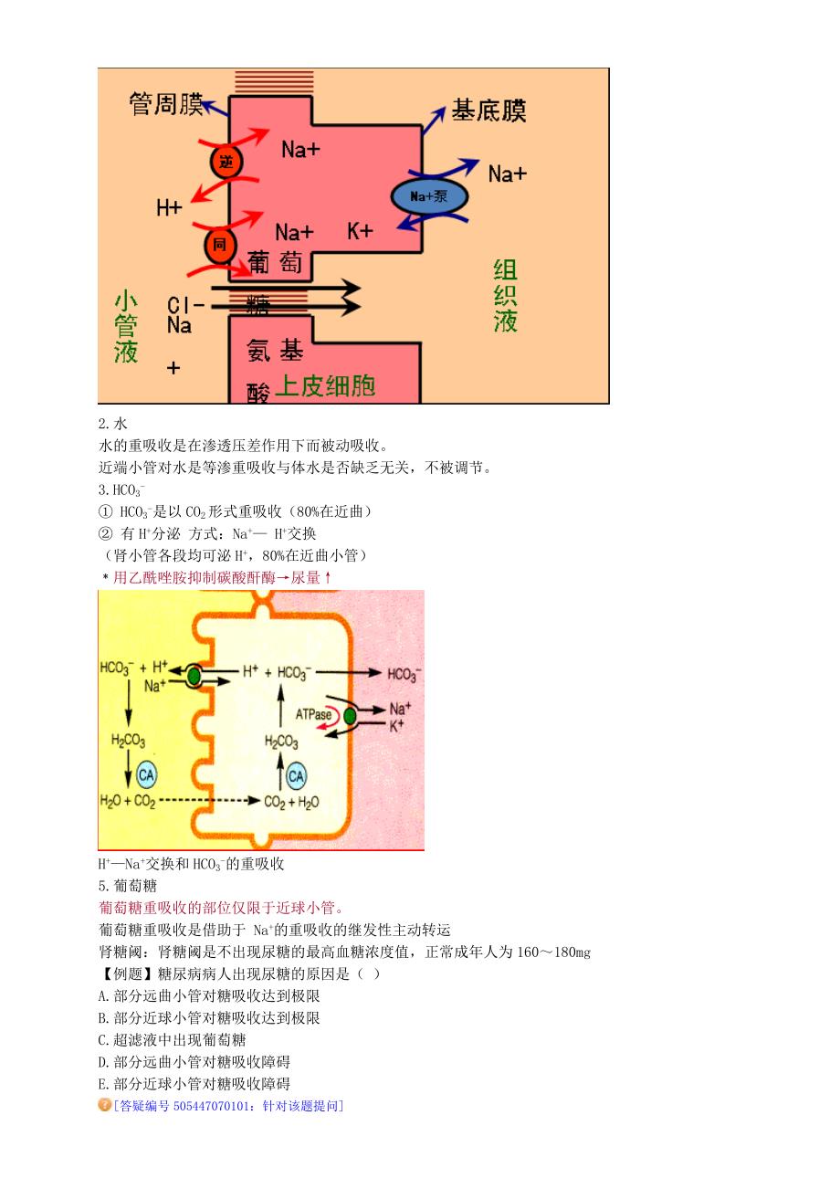 第七单元 尿的生成与排出.doc_第4页