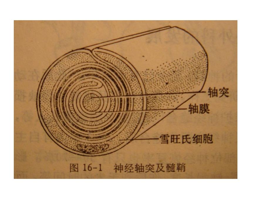 周围神经伤病后的_第4页