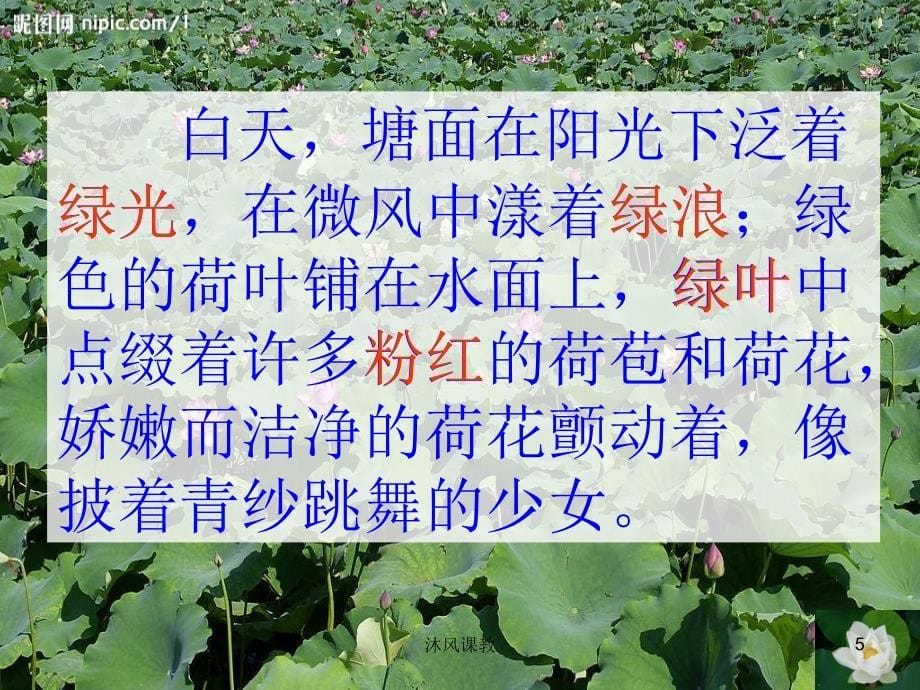 小学语文(北师大版)六年级上册课件：荷塘旧事(第二课时)（谷风校园）_第5页