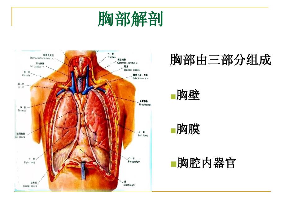 胸腔闭式引流管的护理.ppt_第3页