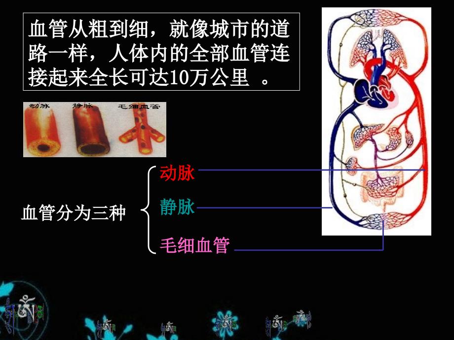 42血流的管道血管人教版七年级下册生物课件1_第2页