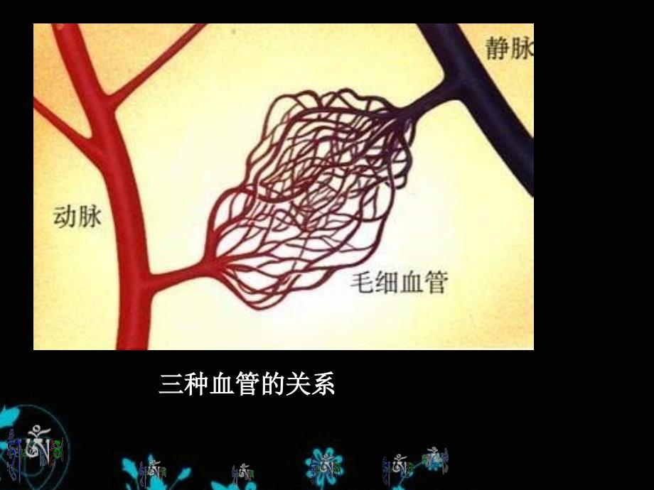 42血流的管道血管人教版七年级下册生物课件1_第3页