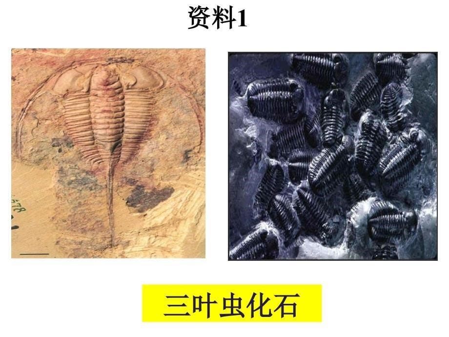 生物进化的历程PPT课件_第5页