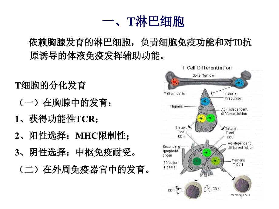 8免疫细胞膜分子二_第2页