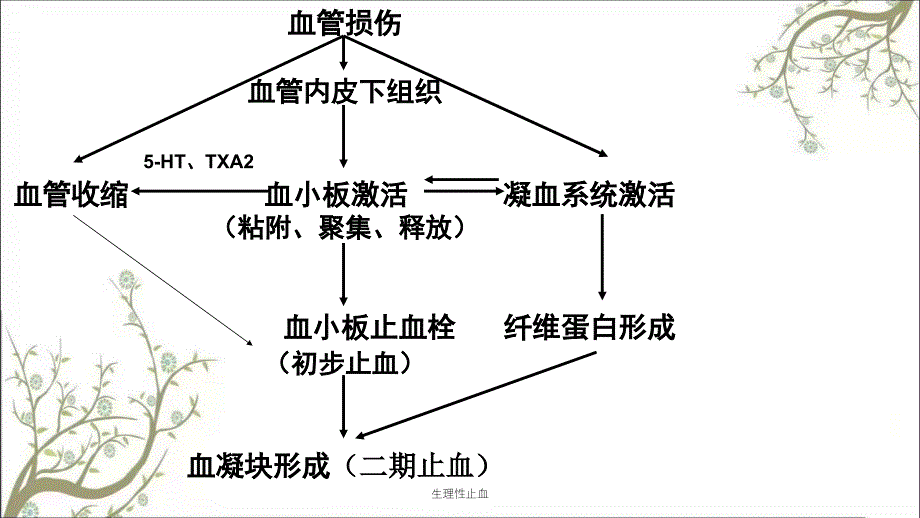 生理性止血课件_第3页