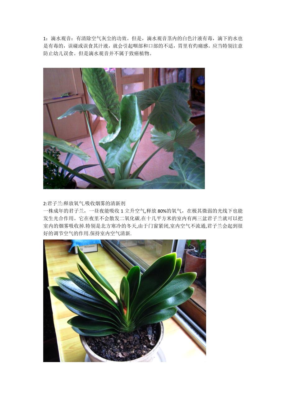 14种室内植物的作用_第1页