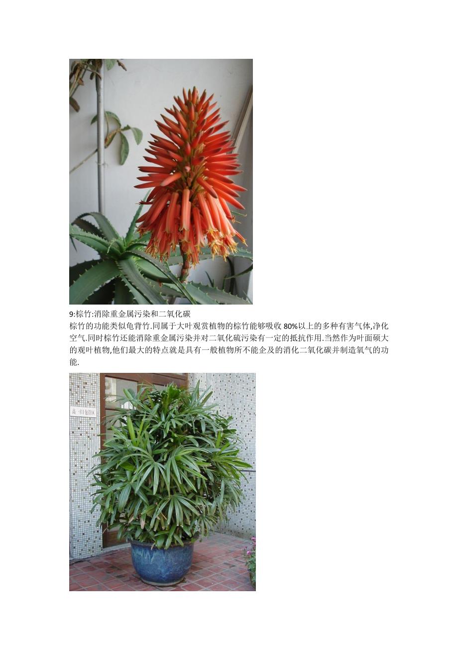 14种室内植物的作用_第5页