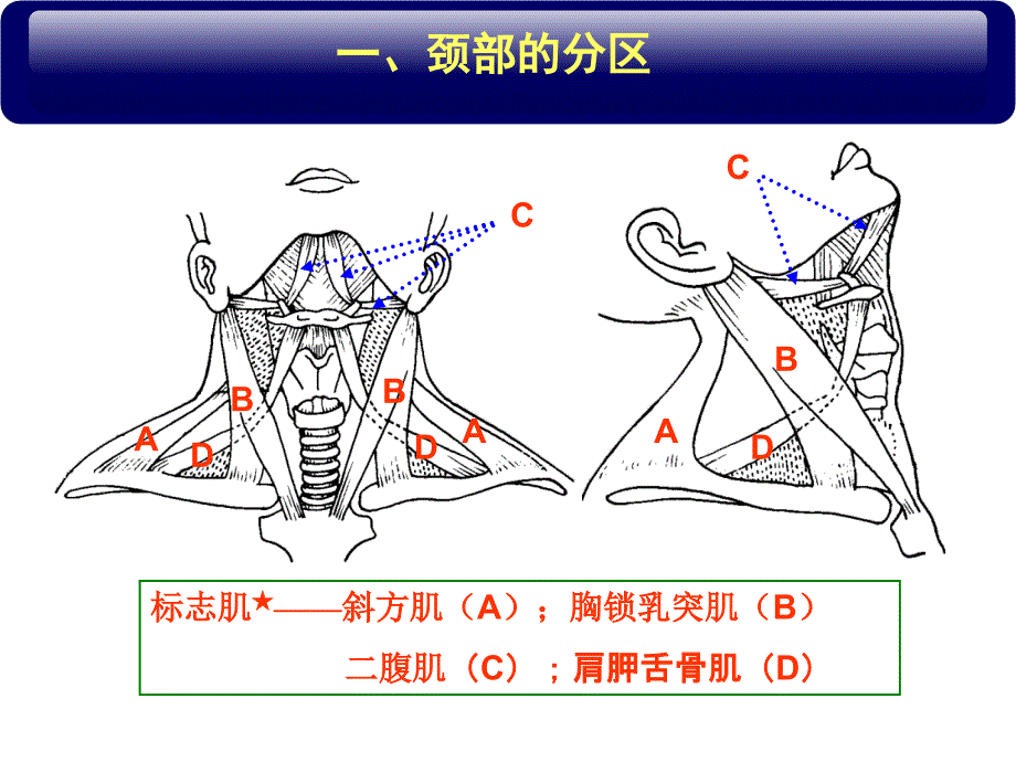 局部解剖颈部PPT课件_第4页