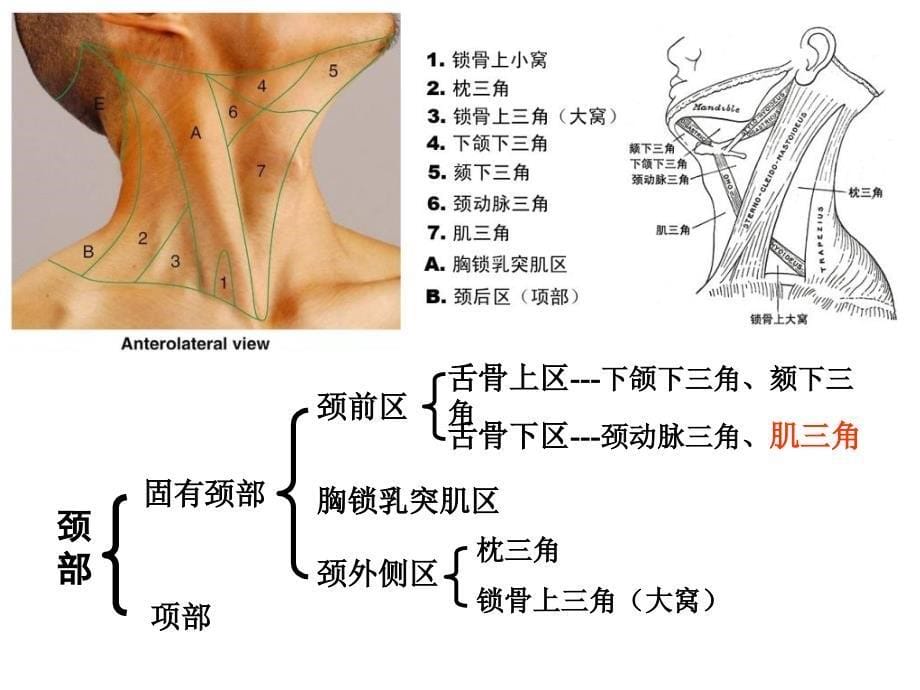 局部解剖颈部PPT课件_第5页