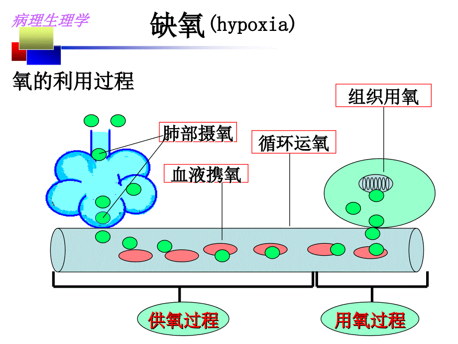 医学院病生缺氧PPT课件_第3页