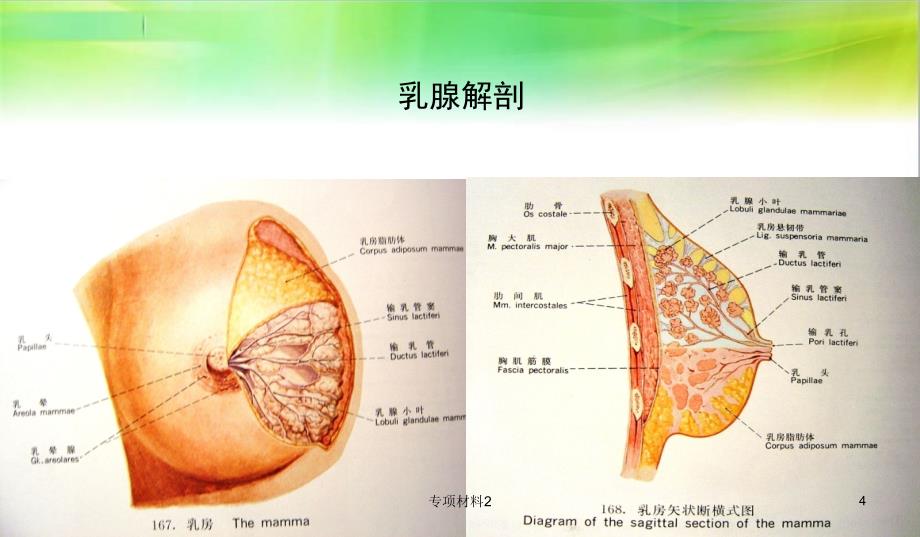 乳腺解剖基础.ppt【各行借鉴】_第4页