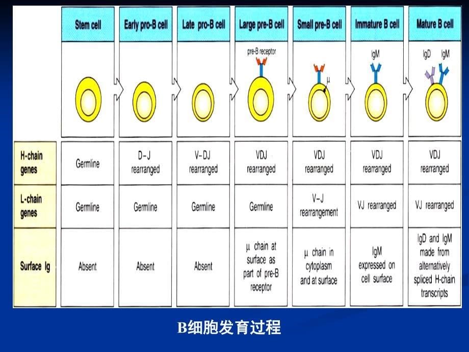 第六章适应性免疫细胞―B细胞名师编辑PPT课件_第5页