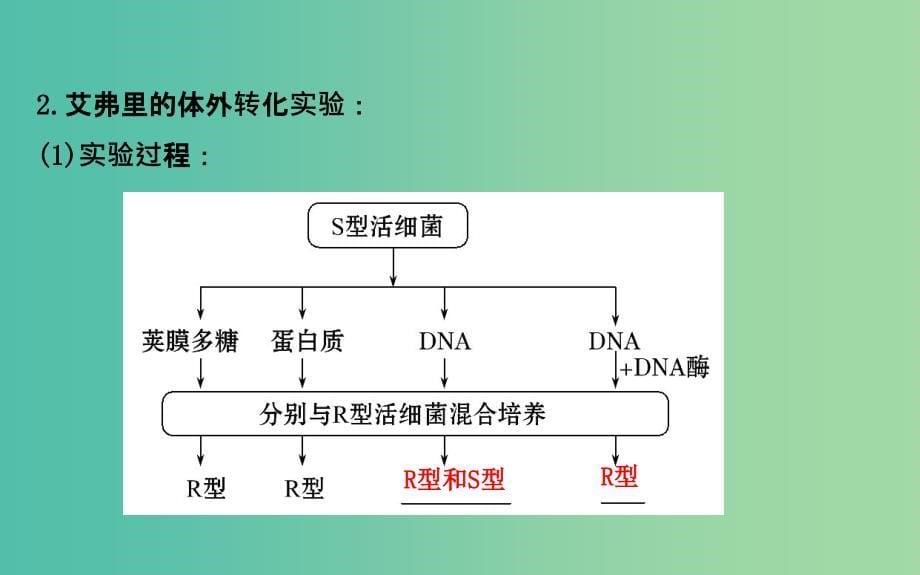 高三生物第一轮复习 第3章 第1节 DNA是主要的遗传物质课件 新人教版必修2.ppt_第5页