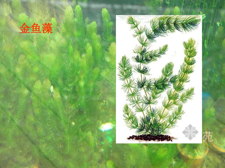 最新三年级科学上册1.4水生植物课件5_第4页