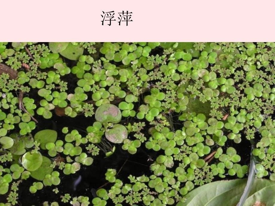 最新三年级科学上册1.4水生植物课件5_第5页