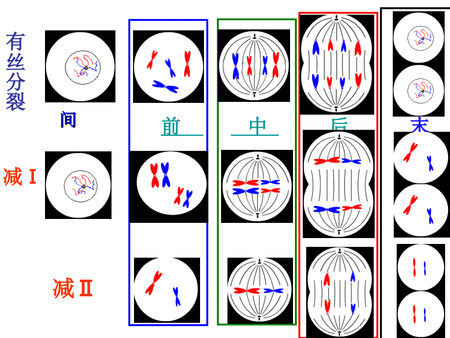有丝分裂和减数分裂判断图解_第2页