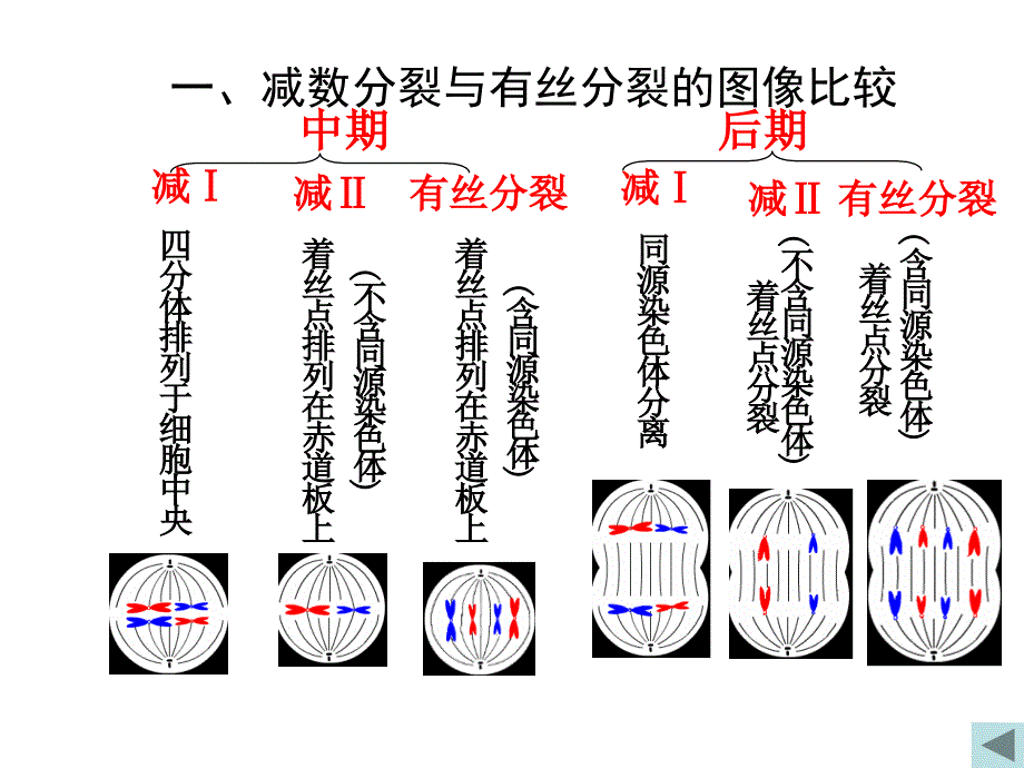 有丝分裂和减数分裂判断图解_第4页