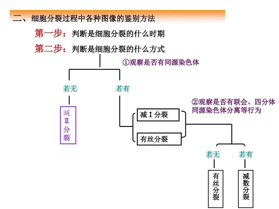 有丝分裂和减数分裂判断图解_第5页