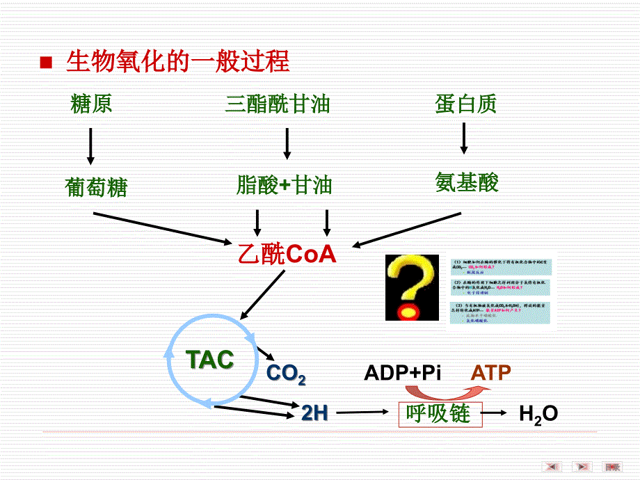 医学生物化学：第7章 生物氧化_第3页