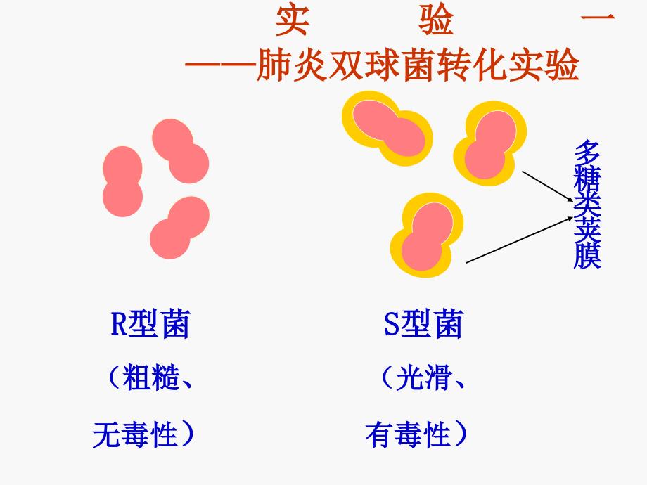 实验一——肺炎双球菌转化实验_第1页