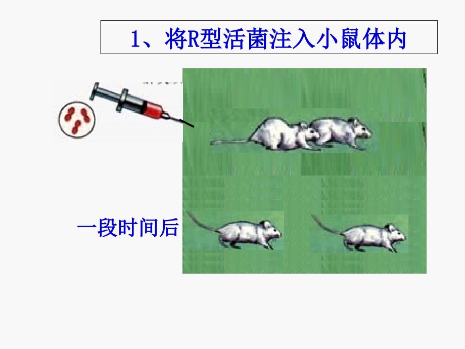 实验一——肺炎双球菌转化实验_第2页