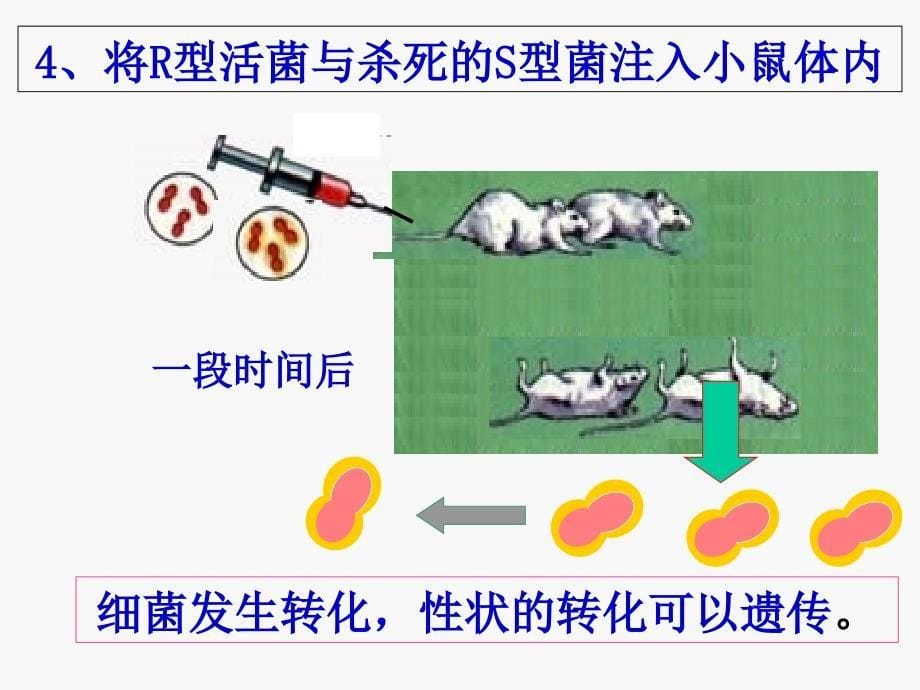 实验一——肺炎双球菌转化实验_第5页